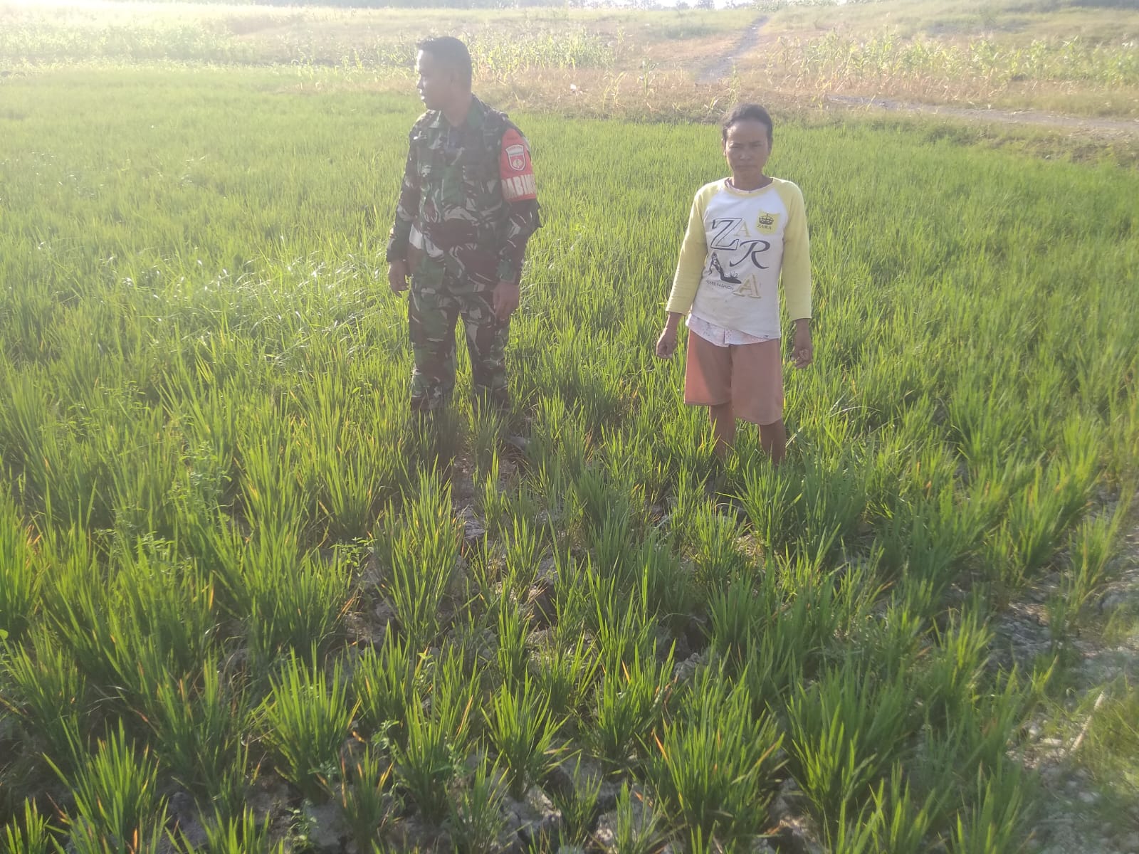 Modal Besar, Harapan Lebih Besar: Petani Kemusu Tetap Bertahan di Musim Tanam Ketiga