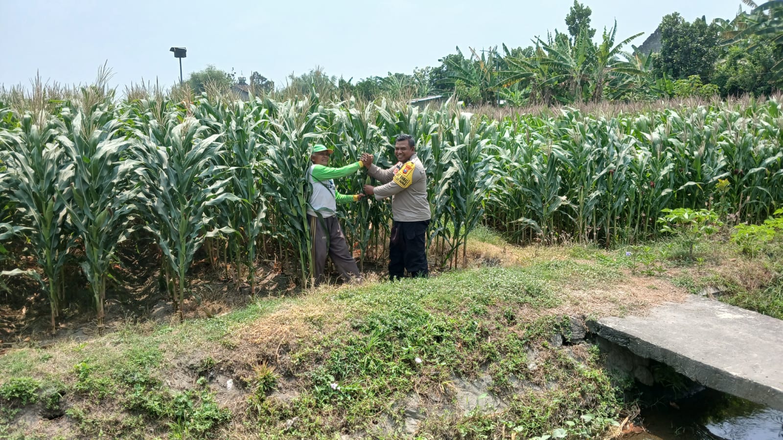 Polsek Papar Dampingi Petani Rawat Jagung, Perkuat Ketahanan Pangan Desa
