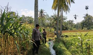 Polsek Randuagung Dorong Ketahanan Pangan, Bhabinkamtibmas Dampingi Petani Jagung