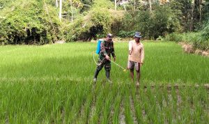 Wujudkan Ketahanan Pangan, Babinsa Kedungbanteng Dampingi Petani Merawat Sawah Warga